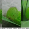 par aegeria larva5 volg32